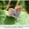 aricia artaxerxes female dombay